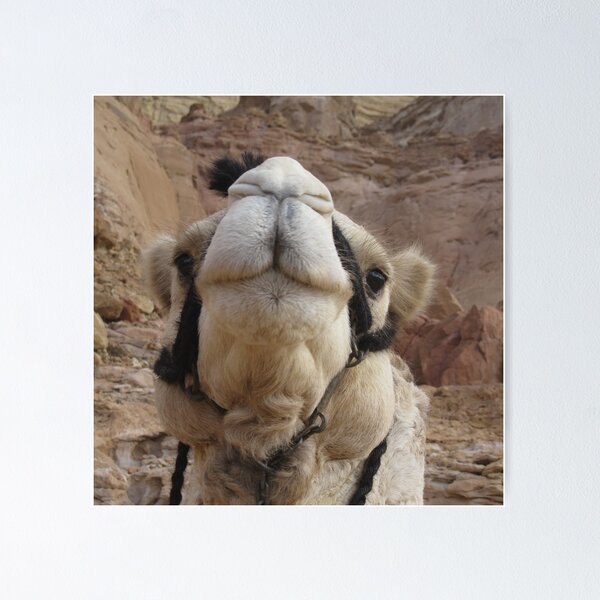 Item preview, Camel smile, Egypt  designed and sold by EgyptOasisLove.