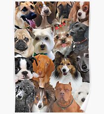 Dog Collage Design For Popular Dog Breeds Poster