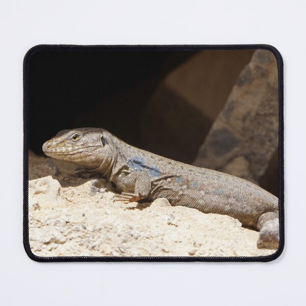Item preview, Gallotia Galloti (Male Tenerife Lizard) designed and sold by Nicole Gath.