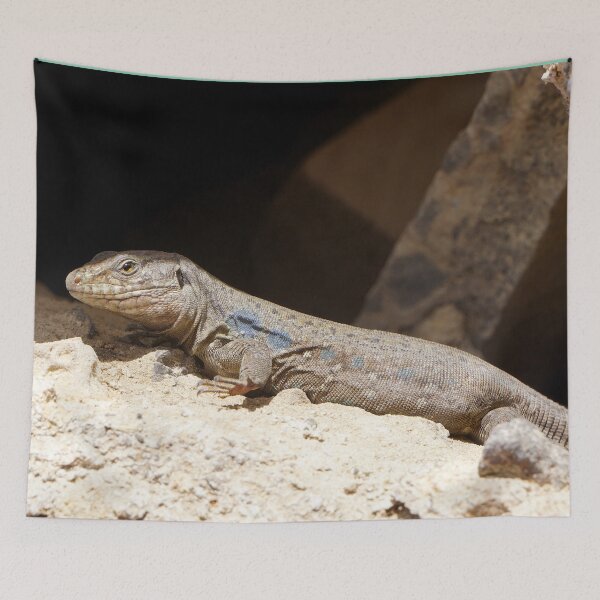 Item preview, Gallotia Galloti (Male Tenerife Lizard) designed and sold by Nicole Gath.
