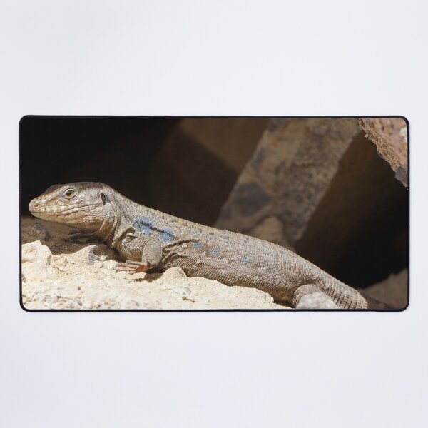 Item preview, Gallotia Galloti (Male Tenerife Lizard) designed and sold by Nicole Gath.