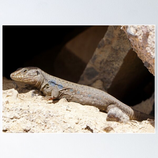 Item preview, Gallotia Galloti (Male Tenerife Lizard) designed and sold by Nicole Gath.