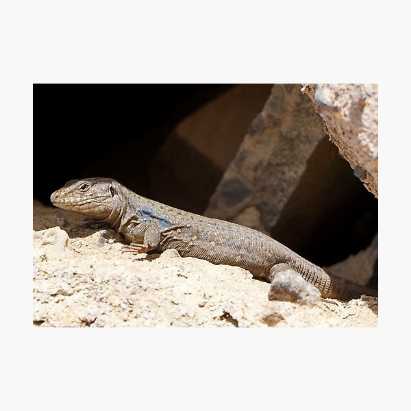 Item preview, Gallotia Galloti (Male Tenerife Lizard) designed and sold by Nicole Gath.