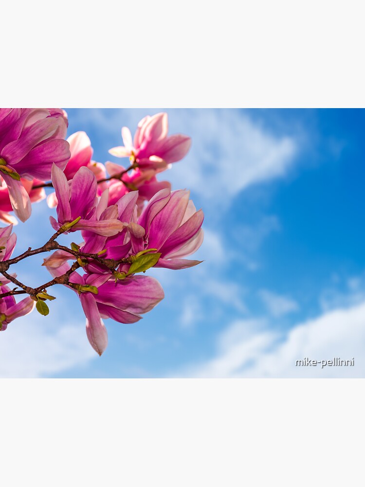 magnolia flowers on a blue sky background by mike-pellinni