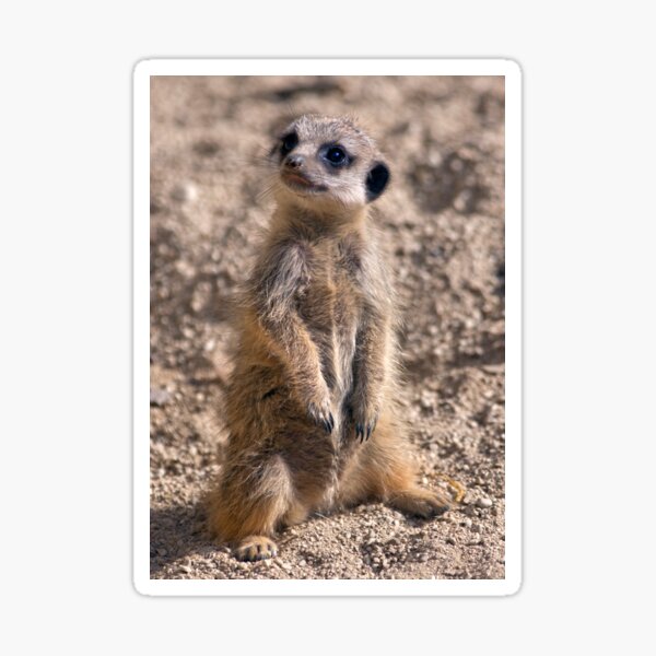 Item preview, Baby Slender-Tailed Meerkat designed and sold by Krys Bailey.