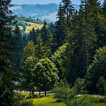 Artwork thumbnail, spot of light on some trees in forest by mike-pellinni