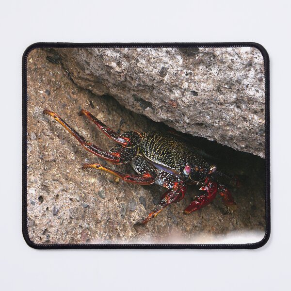 Item preview, Red Rock Crab designed and sold by Nicole Gath.