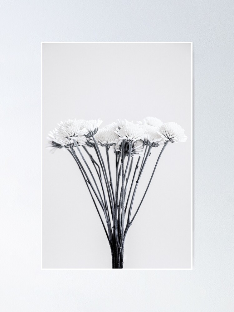 Small white flower 1, Posters, Art Prints, Wall Murals