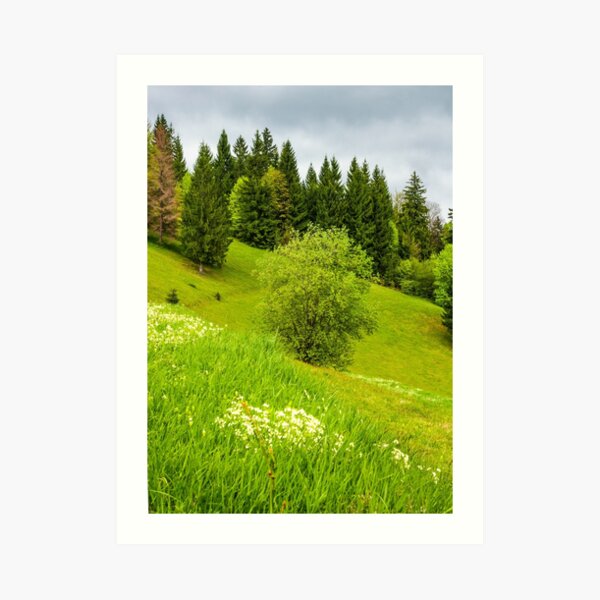 forest on grassy hillside in springtime Art Print