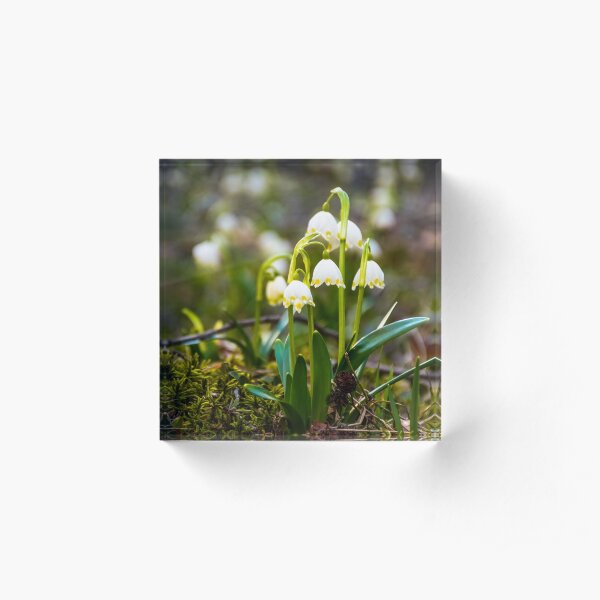 Beautiful blooming of White spring Snowflake Acrylic Block