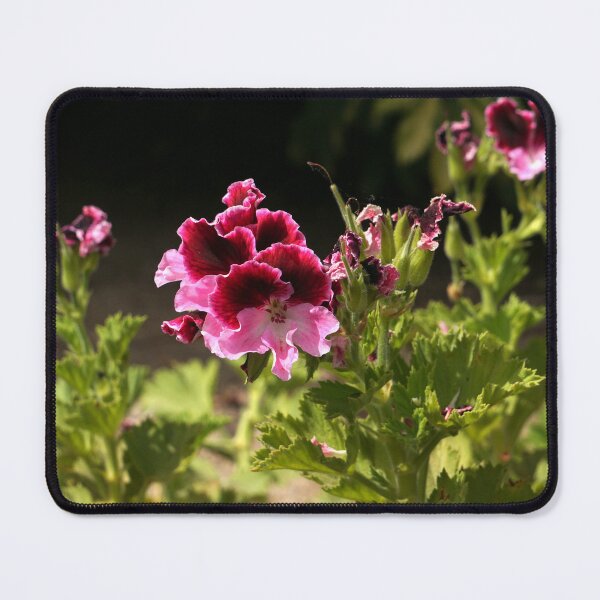 Item preview, Regal pelargonium (Flower Tenerife) designed and sold by Nicole Gath.