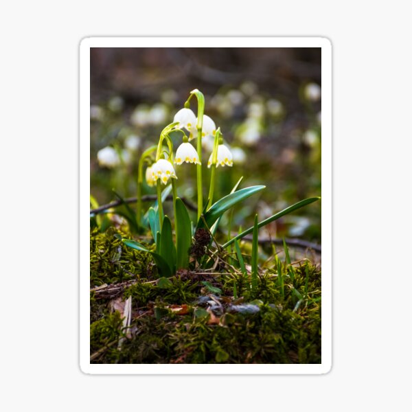 Beautiful blooming of White spring Snowflake Sticker
