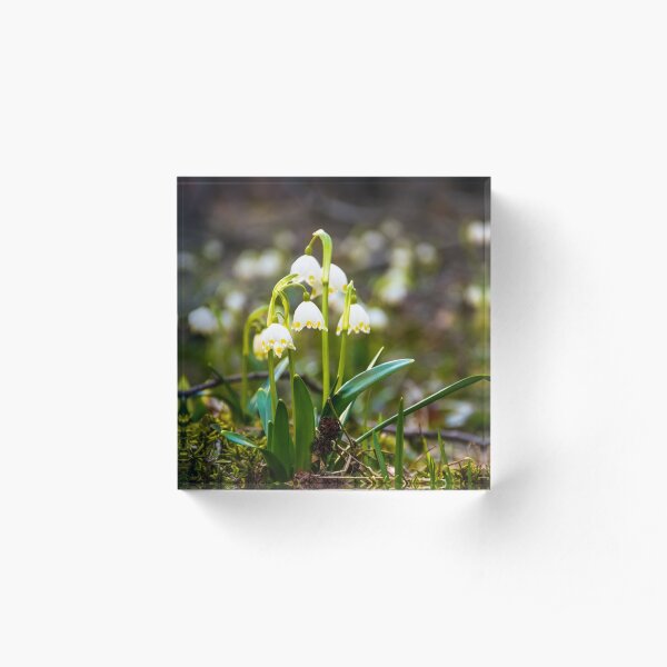 Beautiful blooming of White spring Snowflake Acrylic Block