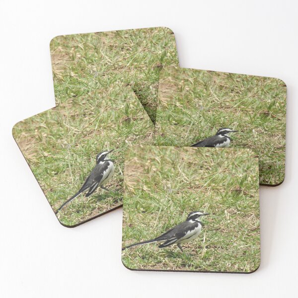 Item preview, African Pied Wagtail designed and sold by Faunagraphy360.
