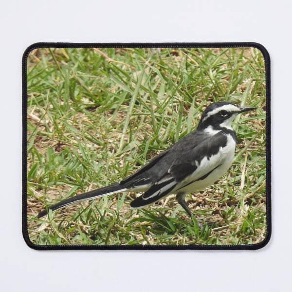 Item preview, African Pied Wagtail designed and sold by Faunagraphy360.