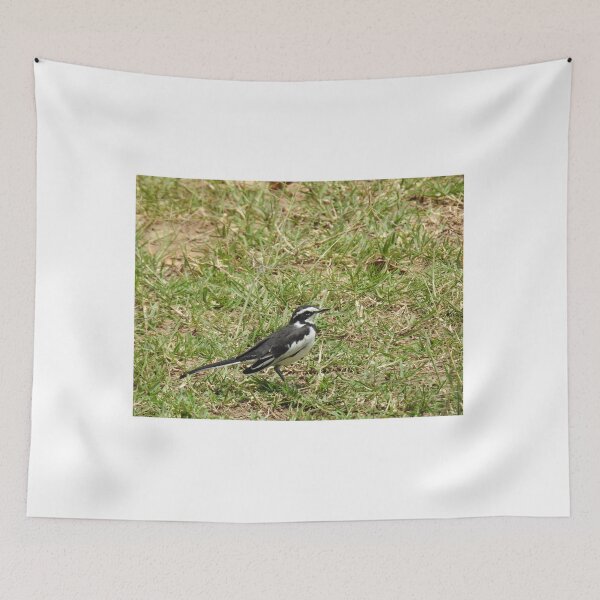 Item preview, African Pied Wagtail designed and sold by Faunagraphy360.