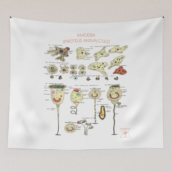 Item preview, Amoeba Anatomy | Microscopic Science Art designed and sold by encyclo-art.