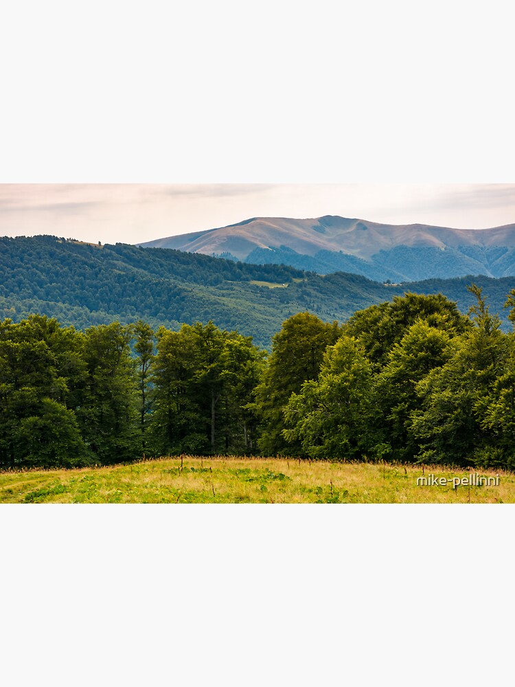 grassy meadow on forested hillside of Carpathians by mike-pellinni