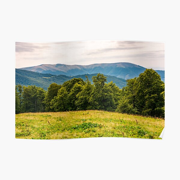 grassy meadow on forested hillside of Carpathians Poster