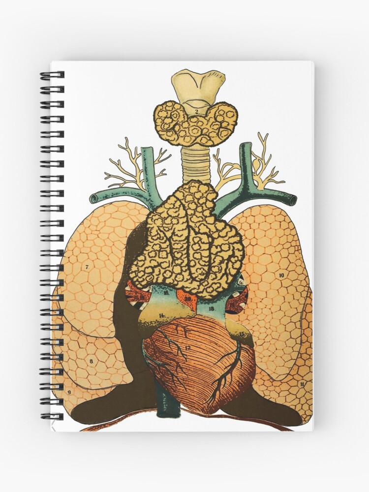 Cuaderno de espiral «Anatomía pulmonar humana | Ilustración de ciencia  fisiología» de encyclo-art | Redbubble