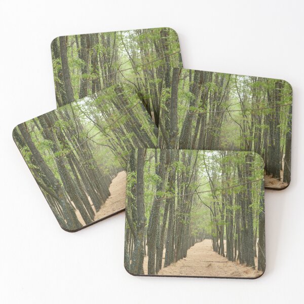 Item preview, Planted acacia in afforestation designed and sold by ioankoll213.