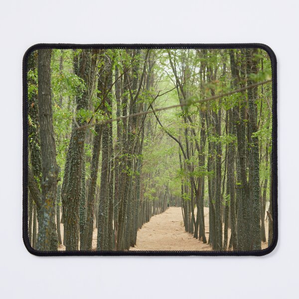 Item preview, Planted acacia in afforestation designed and sold by ioankoll213.