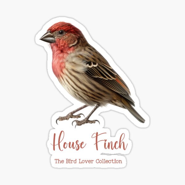 Item preview, House Finch - The Bird Lover Collection designed and sold by GoodOldVintage.