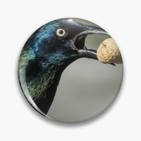 Item preview, A Grackle With A Peanut designed and sold by FreelanceJim.