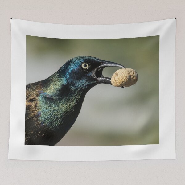 Item preview, A Grackle With A Peanut designed and sold by FreelanceJim.