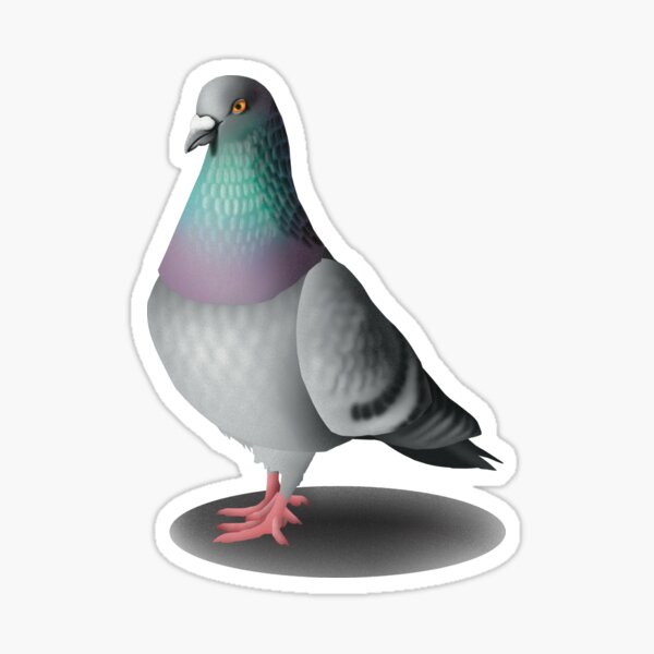 Handsome Pigeon Sticker
