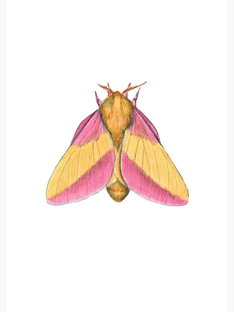 Rosy Maple moth - Dryocampa rubicunda 