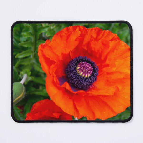 Item preview, Gigant Poppy flower designed and sold by Zentura.