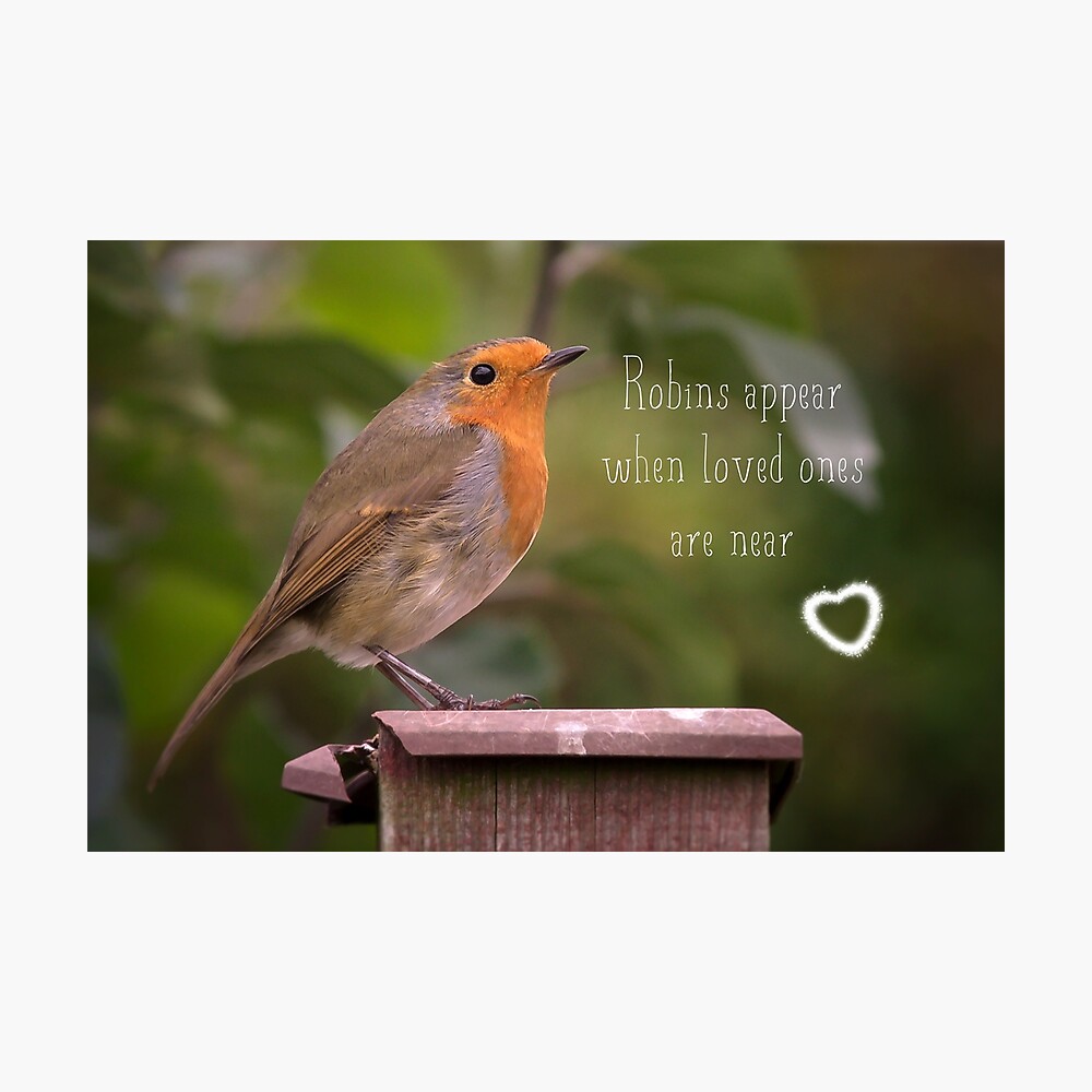 Robins Appear When Loved Ones Are Near Framed Art Print By Cathygriffiths Redbubble