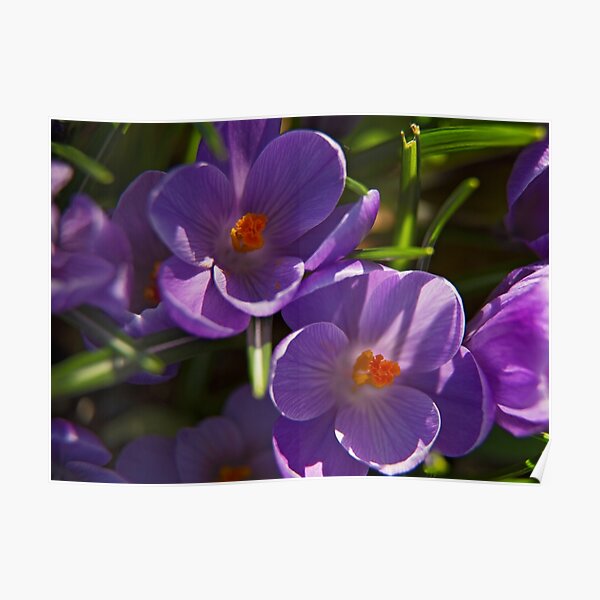 Crocuses Poster