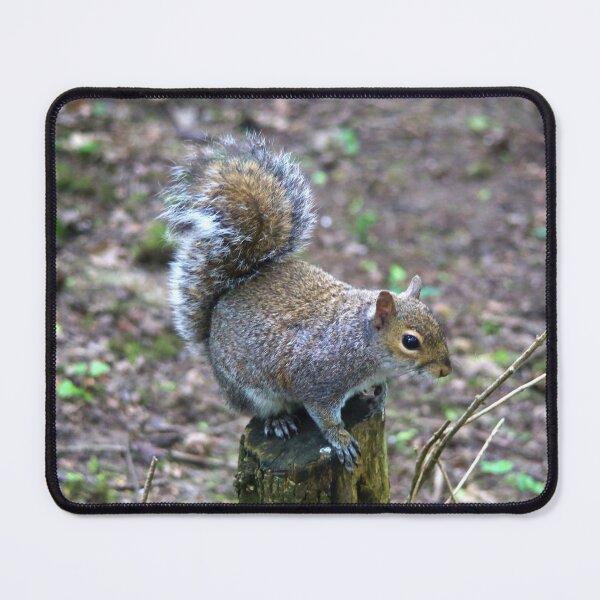 Item preview, Posing Grey Squirrel designed and sold by MartinPhotos.