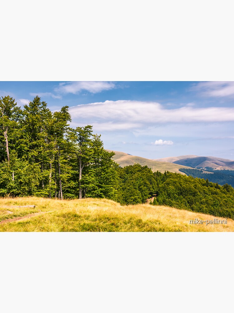 beech forests of Carpathian mountains by mike-pellinni