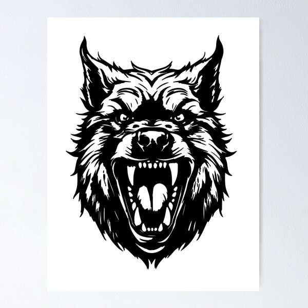 Portrait of a furious gray wolf. Angry wolf roaring isolated on