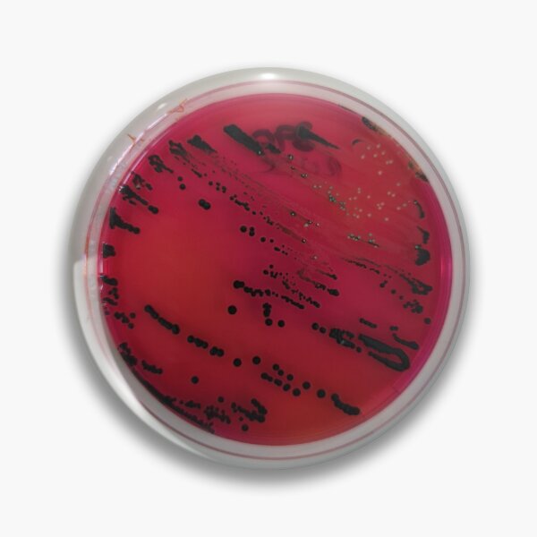 Item preview, Salmonella on XLD designed and sold by Fromthelab.