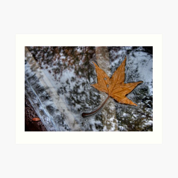 Table Leaf Art Print