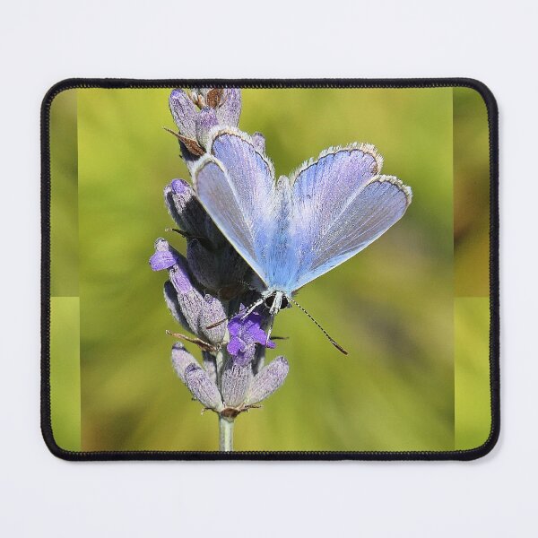 Item preview, vr 3246 / finition 2023 - 1   Papillon   Okaio Créations  Olavia-Olao designed and sold by o.okaïo.