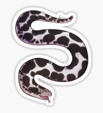 Kenyan Sand Boa - Saral Sticker