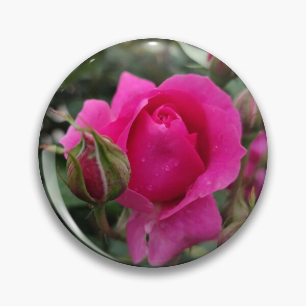 Item preview, Pink Rose photo design designed and sold by Pikmi.
