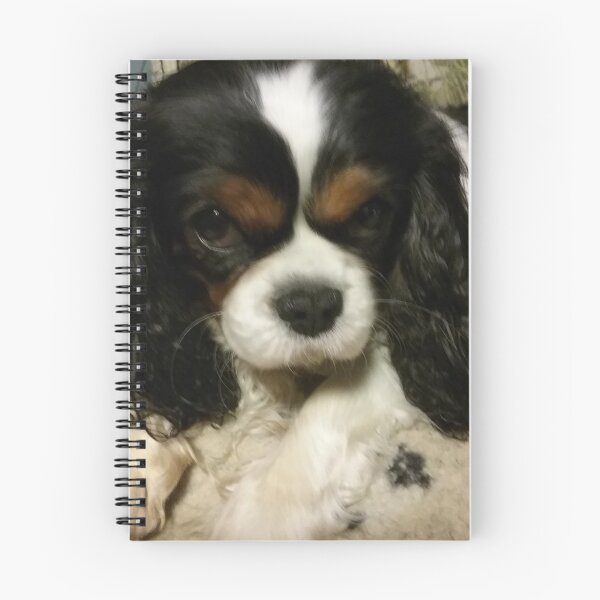 Item preview, Cadi my beautiful tricolour Cavalier  designed and sold by tjwhop.