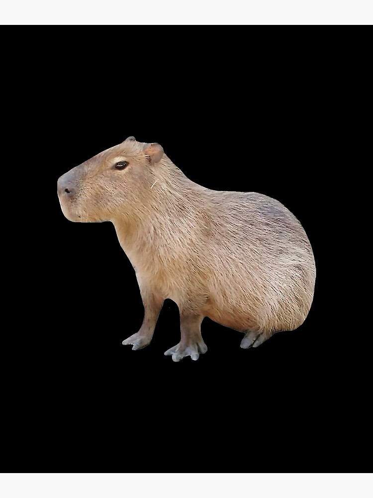 Carpincho - Capybara  Capivara, Capivaras, Ilustração