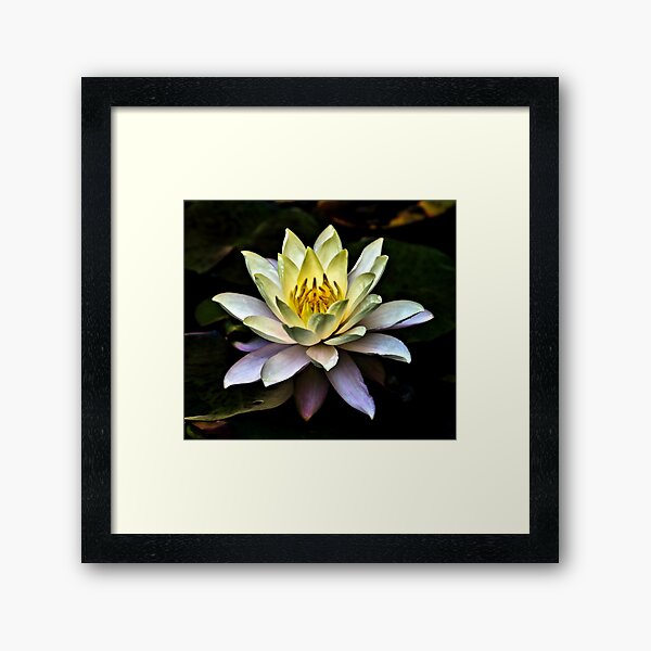 Golden Lotus Framed Art Print