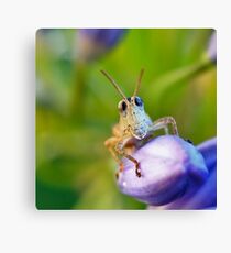 Bug Eyes Canvas Print