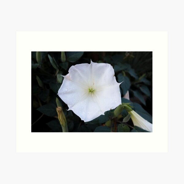 Aperçu de l'œuvre Art botanique magique Moonflower créée et vendue par GoodSamSupplyCo.