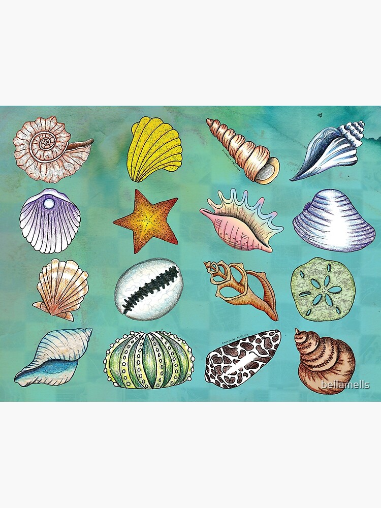 Seashells clipart  Coquillage dessin, Illustration art déco