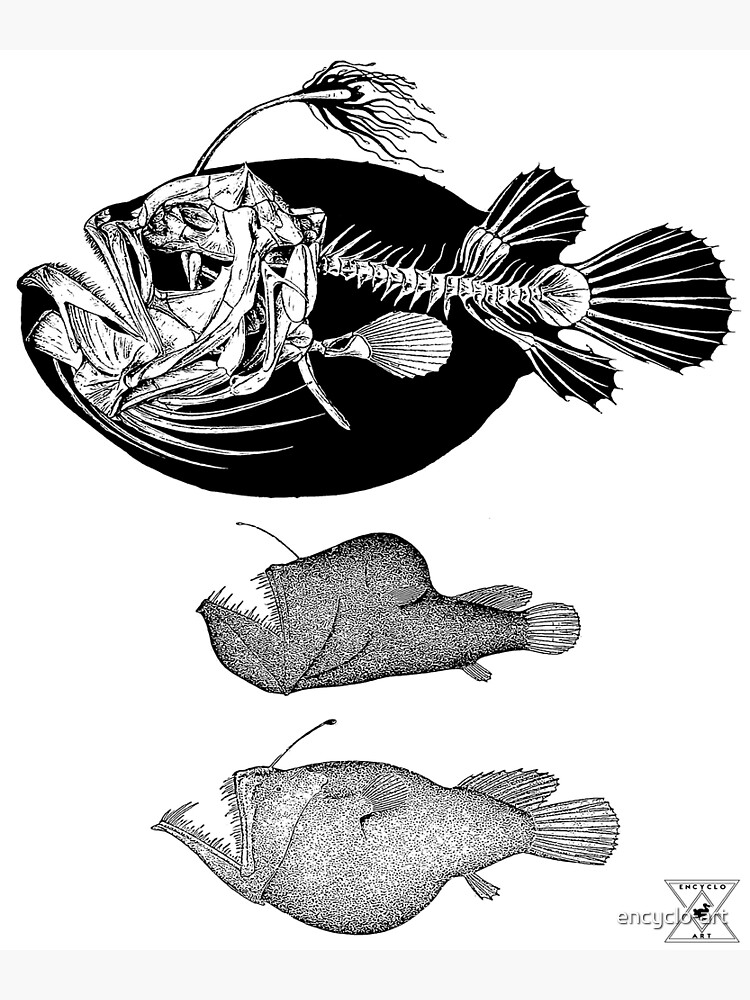Deep Sea Angler Fish, Ocean Animal Postcard for Sale by encyclo-art
