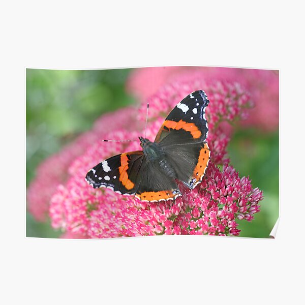 Red Admiral Poster